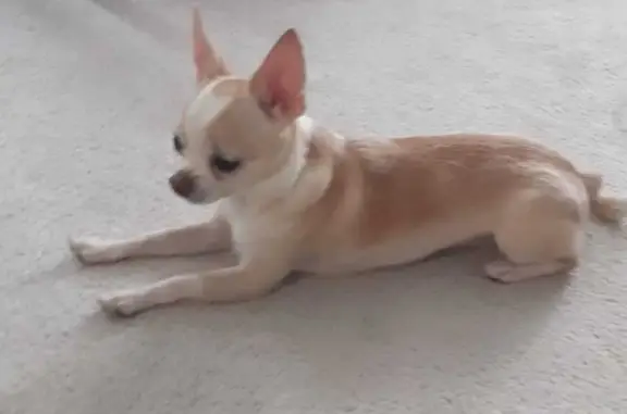 Пропала собака Шанель в Воркуте, Республика Коми