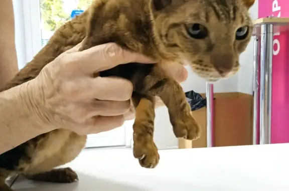 Найдена кошка, Ростов-на-Дону, фото: Найдена кошка на Кривошлыковском, 11, Ростов