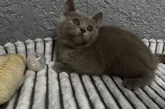 Найдена кошка: серый британский котенок, 2 месяца, пр. Ленина, 35, Брянск