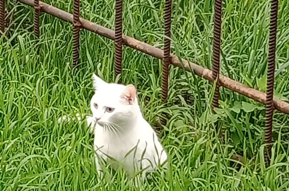 Пропала кошка Белоснежный котик на ул. Халтурина, 72