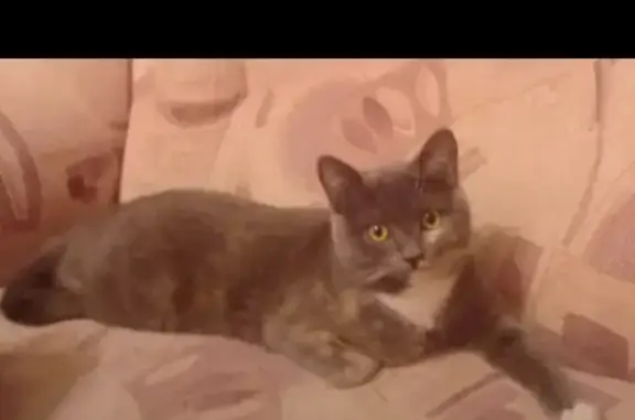 Пропала шотландская кошка на Ильича 5Б, Первоуральск