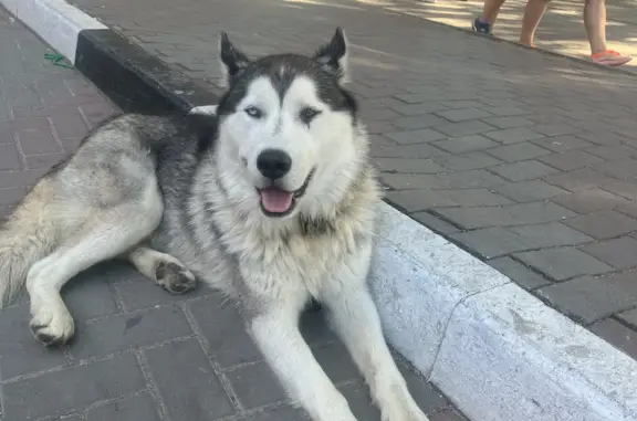 Потерянная собака Хаски найдена на ул. Херсонская, 2, Геленджик