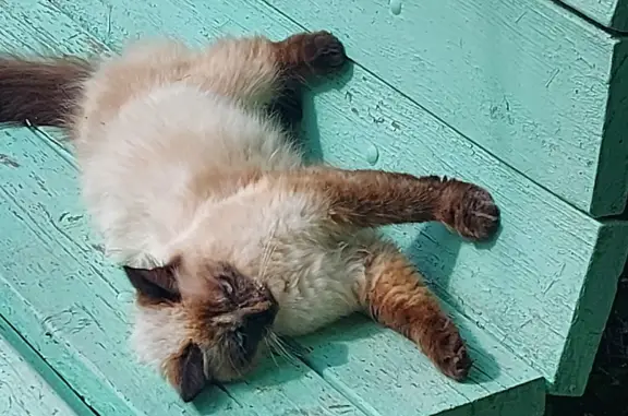 Потерянная кошка на Наро-Фоминском шоссе, 10А