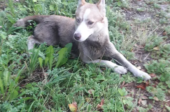 Найдена собака по трассе в Ярославле