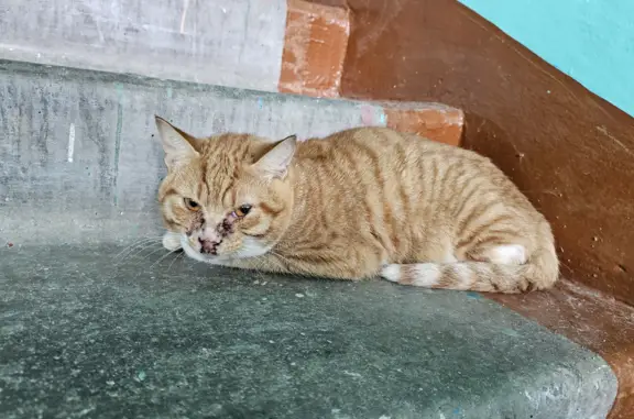 Найден рыжий котик с ранами на мордочке! (адрес: Зои Космодемьянской ул., 33, Мурманск)