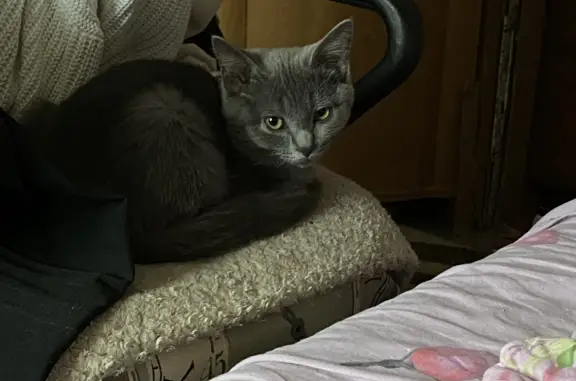 Кошка-котенок найдена на ул. Ползунова, 19, Тула
