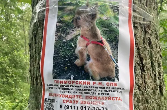 Собаки потеряшки, Санкт-Петербург, фото: Потеряшка собака в Удельном парке, СПб