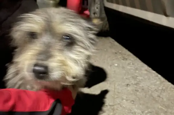 Найдена собака с блестящим ошейником в Назарово, ул. Пушкина, 95