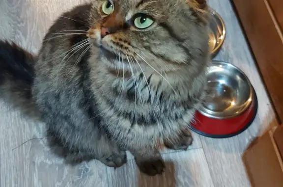 Найдена кошка, Кукарино, фото: Найдена кошка в Кукарино, ищем хозяев