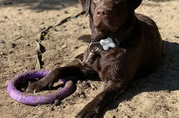 Собаки потеряшки, Санкт-Петербург, фото: Потеряшка собака: лабрадор Рокки, Торфяная ул., 33
