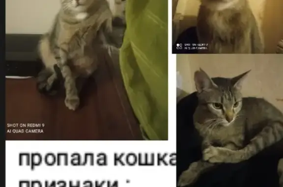Пропала кошка Тигра, Усилительный Пункт, Смоленская обл.