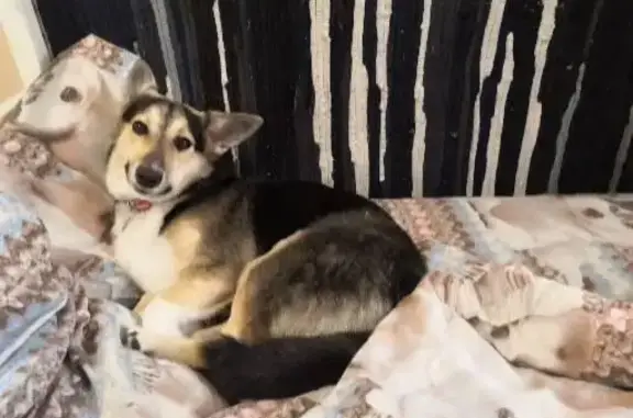 Собаки потеряшки, Санкт-Петербург, фото: Потеряшка собака на наб. Обводного канала, 93А, СПб