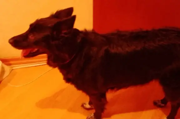 Найдена собака, Санкт-Петербург, фото: Найдена собака Бордер колли, черная с белыми лапками. Санкт-Петербург.