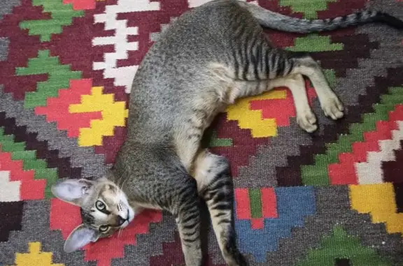 Кошки потеряшки, Новосибирск, фото: Потеряшка кошка Кот, окрас черный, 4 года.