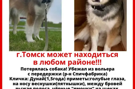 Пропала собака: Хаски с Якутской лайкой, пл. Ленина, 7, Томск