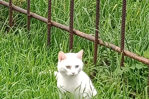 Потерян белый кот в Кемерово, Лесосибирск