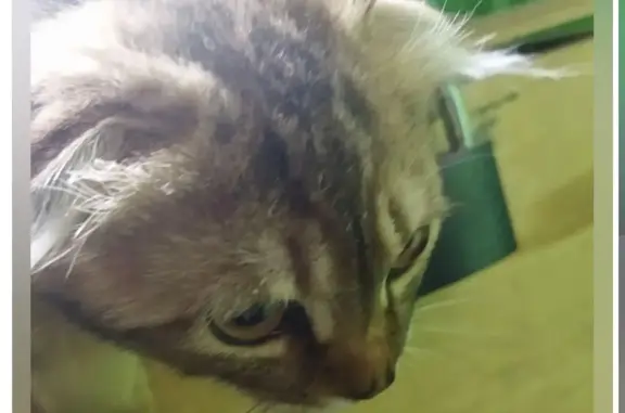 Кошка найдена на ул. Качалова 82 в Казани