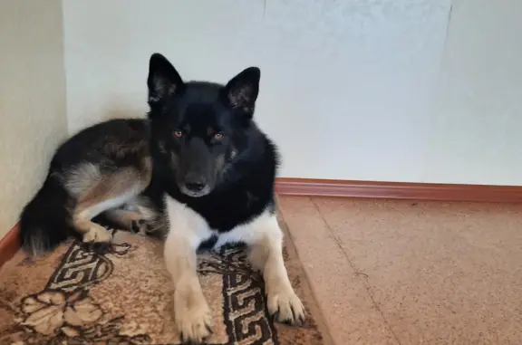 Пропала собака: контактная, черная с белыми лапами, янтарные глаза, Республика Татарстан