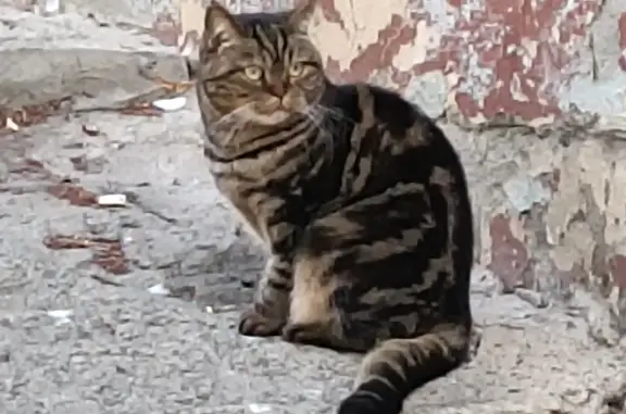 Найдена кошка на ул. Советская, 7, Новочебоксарск