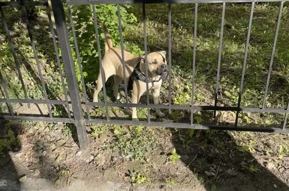Найдена собака, Санкт-Петербург, фото: Собака сорванная шлейка, ул. Олеко Дундича 10/1, СПб