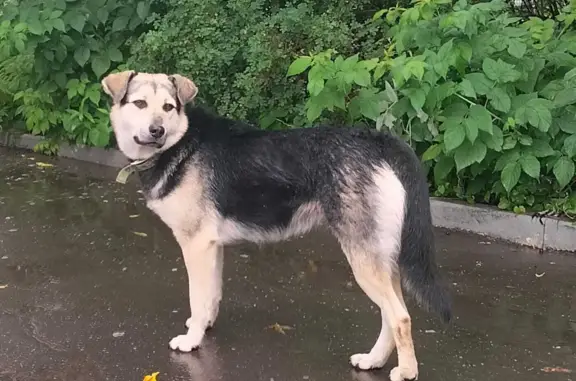 Найдена собака в Солнышко Снт, Московская область