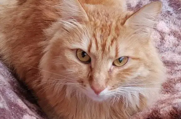 Кошки потеряшки, Москва, фото: Потеряшка кошка рыжего цвета, Щелковский проезд, 3 корпус 3, Москва