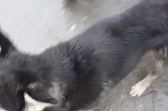 Собака найдена в районе Авиагородка, Омск