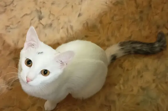 Кошки потеряшки, Москва, фото: Потеряшка кошка, Фомичёвой 4, Москва