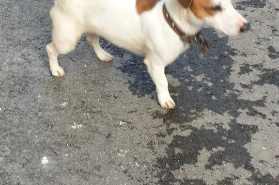 Найденные животные Московская область, фото: Найдена собака в Плетнихе, Московская обл.