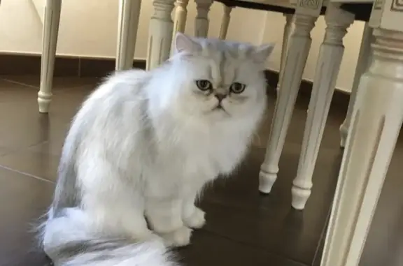 Пропал персидский кот в Калининграде