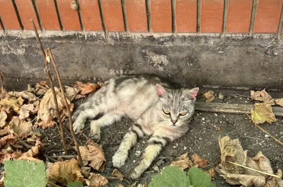 Найдена кошка на ул. Шоссейная, 17