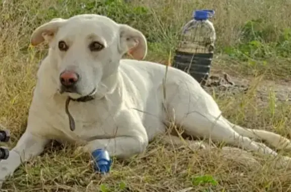 Пропала собака в Севастополе: лабрадор Дора, ул. Балтийская