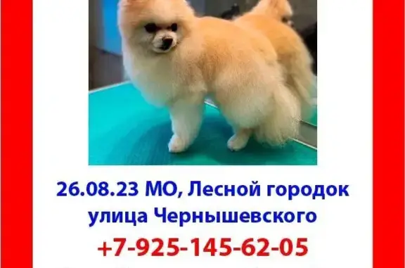 Пропала собака, ул. Чернышевского, 49