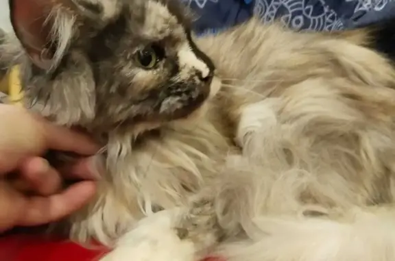 Кошки потеряшки, Москва, фото: Потеряшка серая кошка на Красной площади, Москва