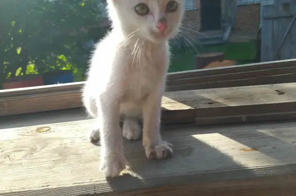 Найдена белая кошка на Сибирской ул., 98