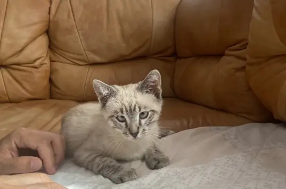 Найдена кошка, Тупиково, 18-1 (десна)