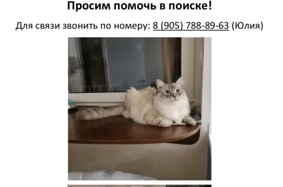 Пропала кошка в Батиной Лощине, Московская обл.
