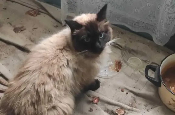 Найдена кошка около д. Спирино, голодная и напуганная