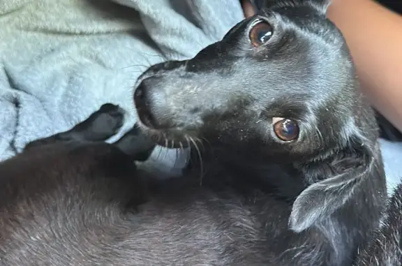 Найдена маленькая черная собака возле трассы М4, Краснодарский край