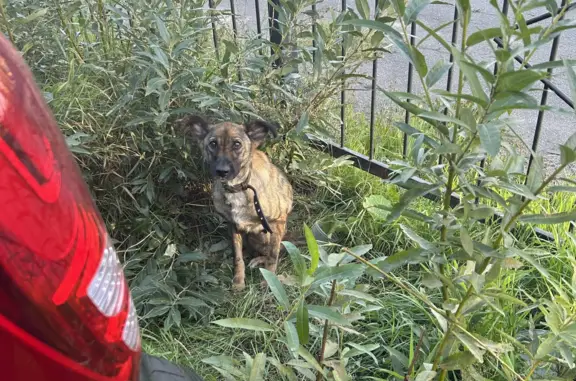 Собака найдена во дворе дома 55 в Северодвинске
