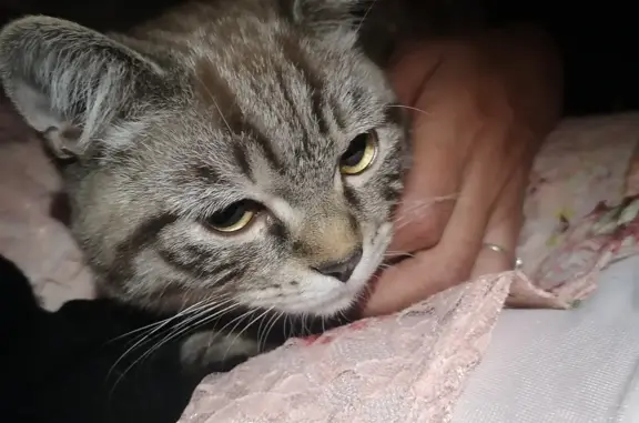 Найден серо-дымчатый котик на Ленинском проспекте, помогите найти хозяина