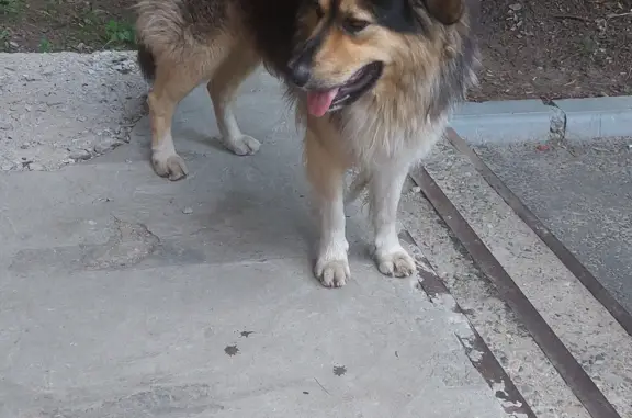 Найдена собака: ул. Ялагина, 14, Электросталь