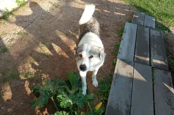 Найдена собака Шли по грибы, Смоленск
