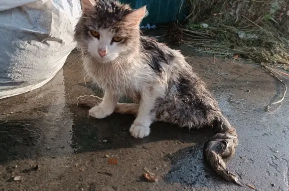 Найдена кошка с атрофированными лапами на ул. Воротникова, 82