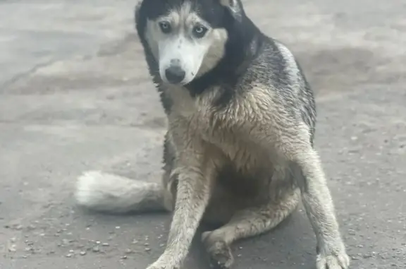 Собака найдена: Хаски в Мамонтовке, Пушкино