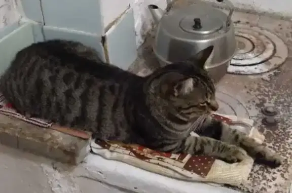 Пропала кошка Матрос, Крым, Севастополь