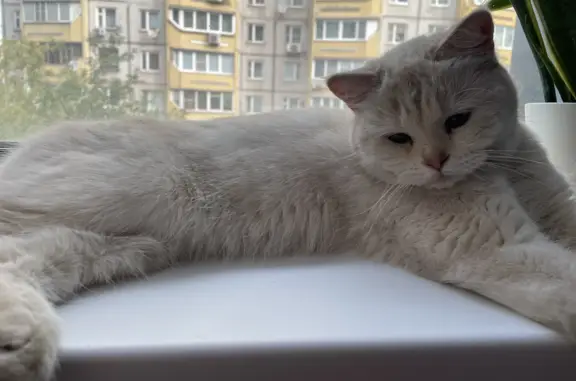 Найдена кошка с голубыми глазами на пр. Мира, 97, Москва