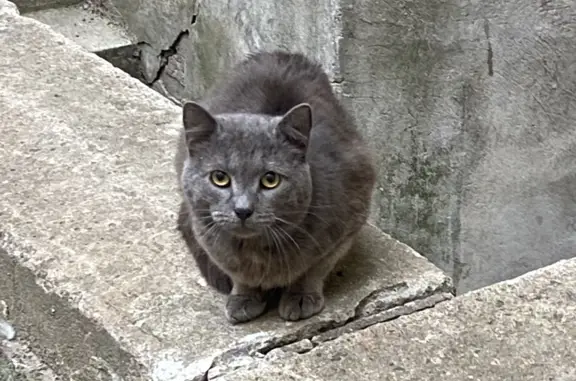 Найдена кошка, голубой окрас, Кирочная ул. 20, СПб