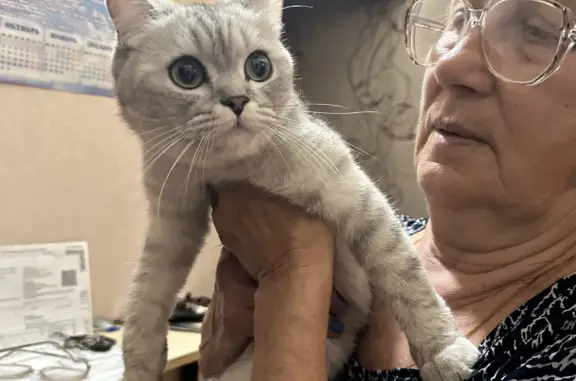 Найдена кошка в Краснодаре, улица Репинская, 38