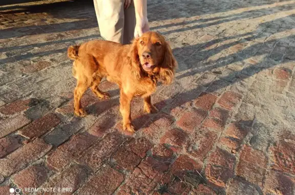 Найдена собака Кобель в Вирятино, Тамбовская область